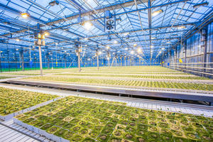 Plants growing in a commercial greenhouse