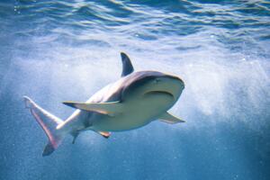 A shark in blue waters.