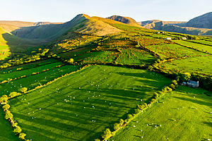 An aerial picture of sheep in a field in the sun in Ireland.